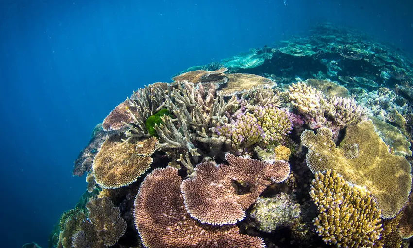 Townsville Outer Great Barrier Reef Diving Tour | Experience Oz