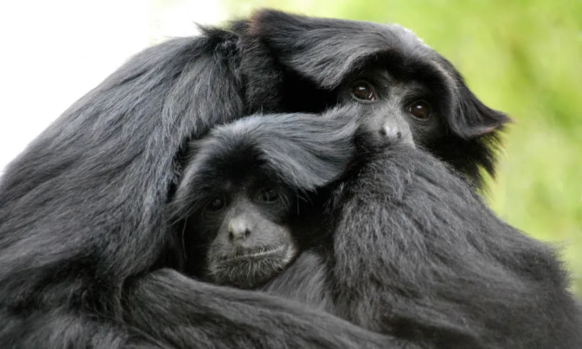 Willowbank Wildlife Reserve Admission - Book Online | Experience Oz