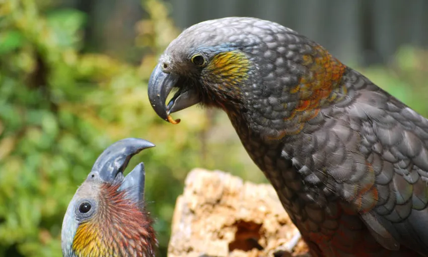 Willowbank Wildlife Reserve Admission - Book Online | Experience Oz