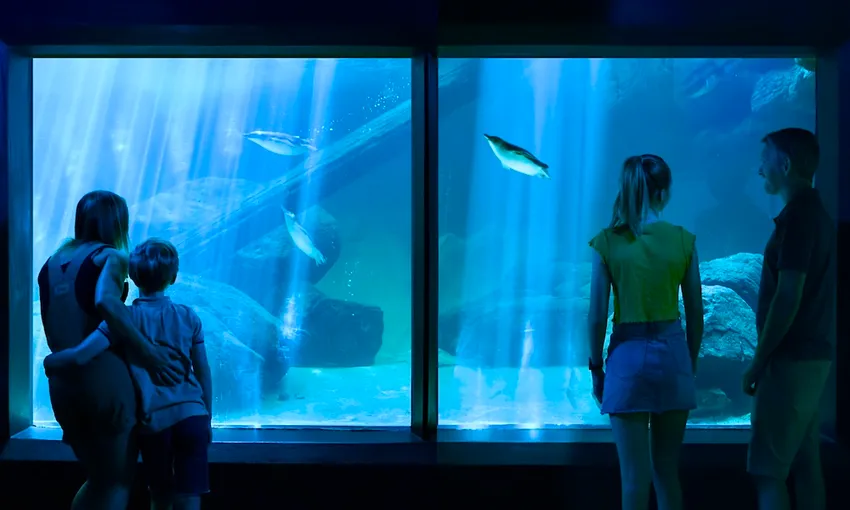 SEA LIFE Sunshine Coast Aquarium | Experience Oz