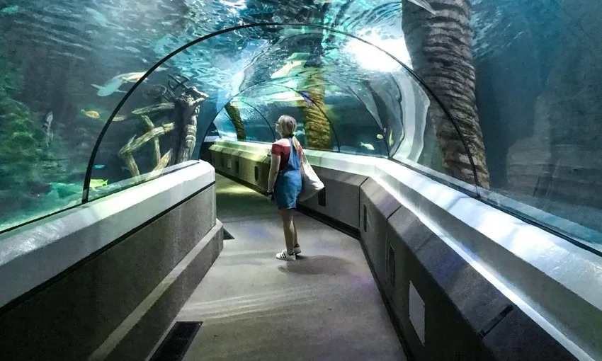 SEA LIFE Sunshine Coast Aquarium | Experience Oz