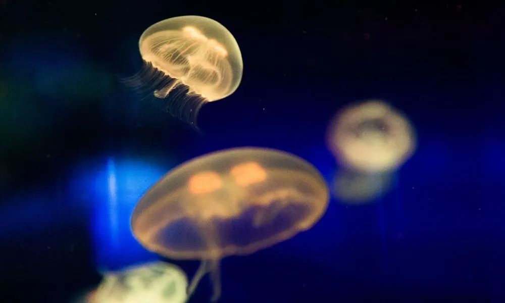 SEA LIFE Sunshine Coast Aquarium | Experience Oz-2