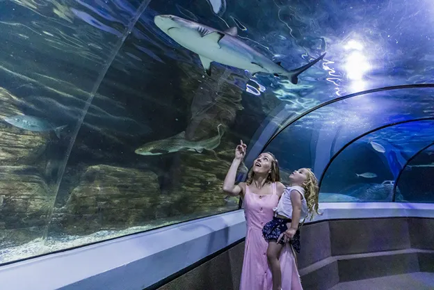 SEA LIFE Sunshine Coast Aquarium | Experience Oz