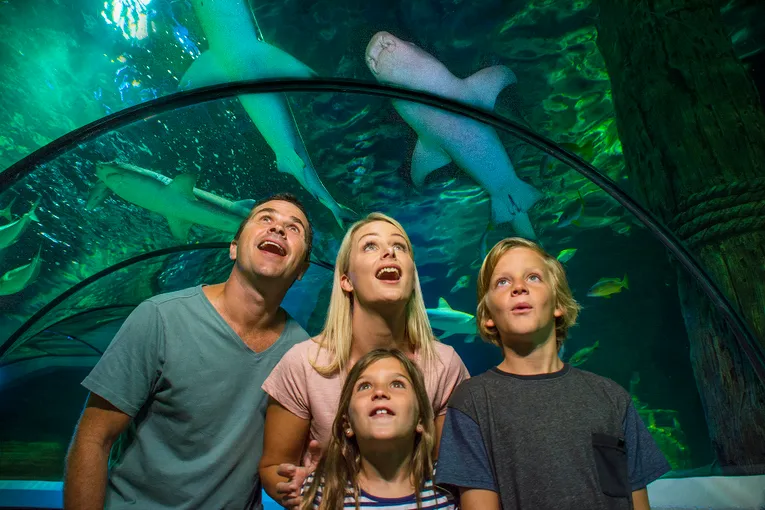 SEA LIFE Sunshine Coast Aquarium | Experience Oz