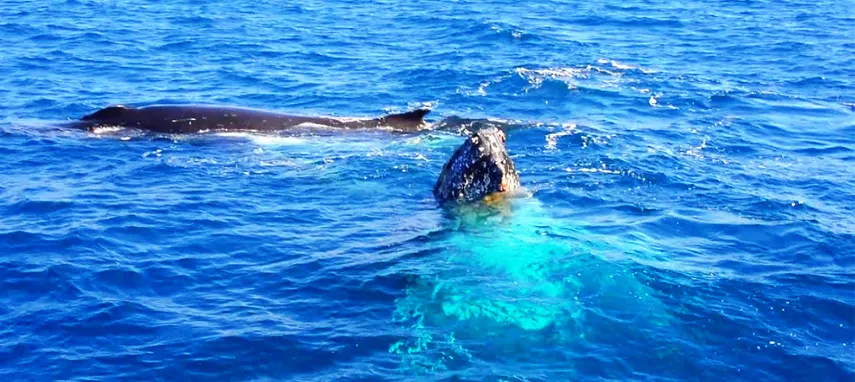 Whale Watching Without The Crowds - Book Now | Experience Oz