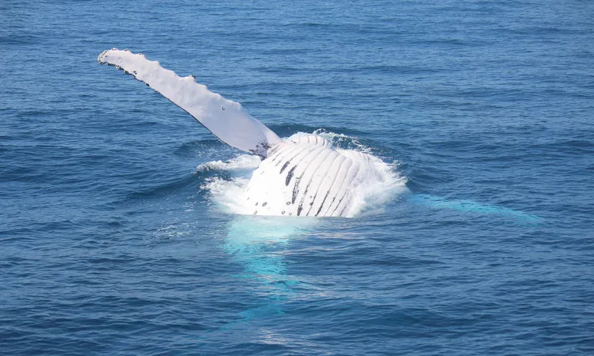 Whale Watching Without The Crowds - Book Now | Experience Oz
