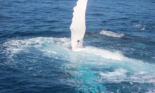 Small Group Whale Watching Tour from Mooloolaba