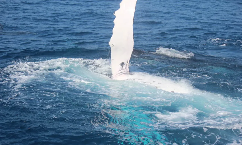 Whale Watching Without The Crowds - Book Now | Experience Oz