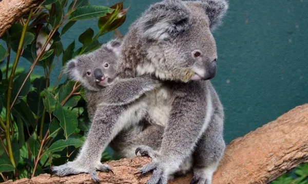 WILD LIFE Sydney Zoo Entry Tickets
