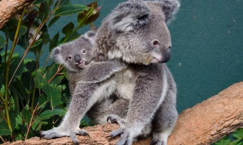 WILD LIFE Sydney Zoo General Admission | Experience Oz