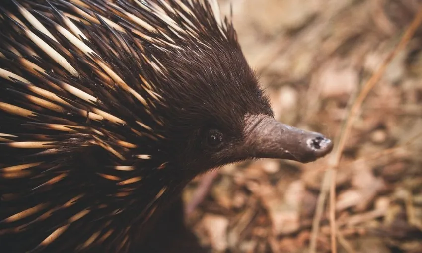 WILD LIFE Sydney Zoo General Admission | Experience Oz