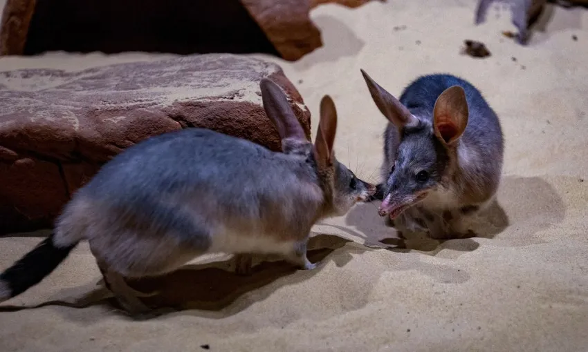 WILD LIFE Sydney Zoo General Admission | Experience Oz