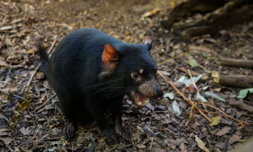 WILD LIFE Sydney Zoo General Admission | Experience Oz