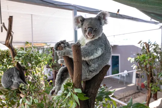 WILD LIFE Sydney Zoo Entry Tickets