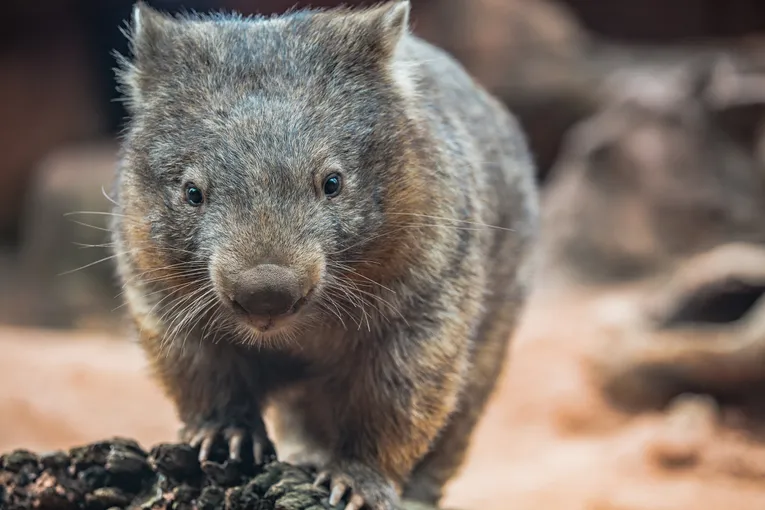 WILD LIFE Sydney Zoo General Admission | Experience Oz