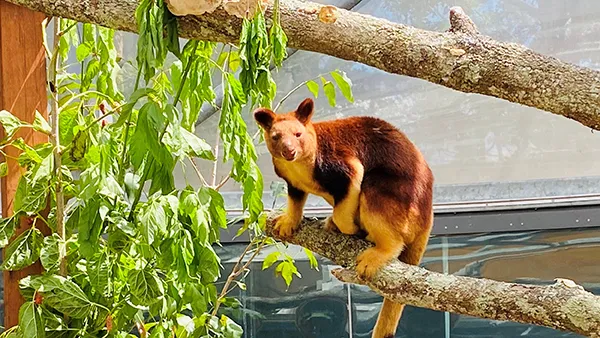 WILD LIFE Sydney Zoo General Admission | Experience Oz