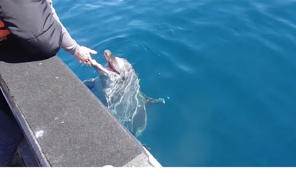 Dolphin & National Park Ocean Tour