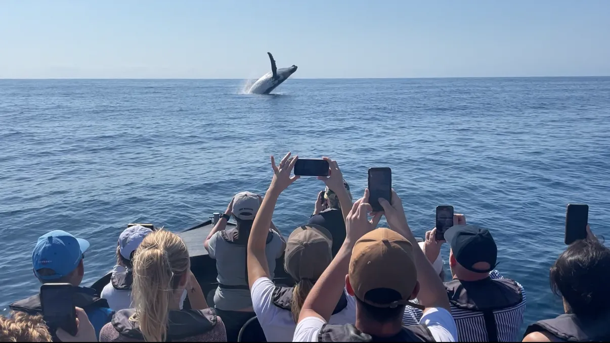 Noosa Ocean Adventure - Dolphins-5