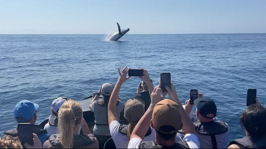 Dolphin & National Park Ocean Tour