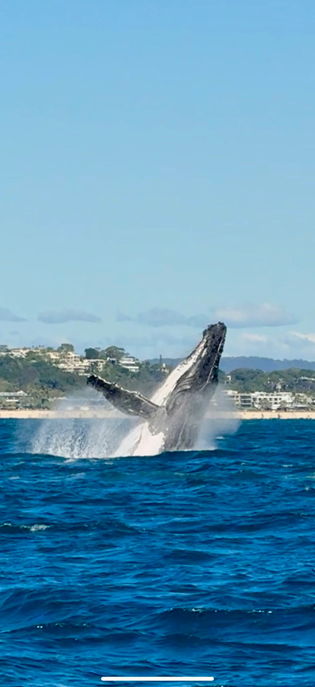 Noosa Ocean Adventure - Dolphins-6