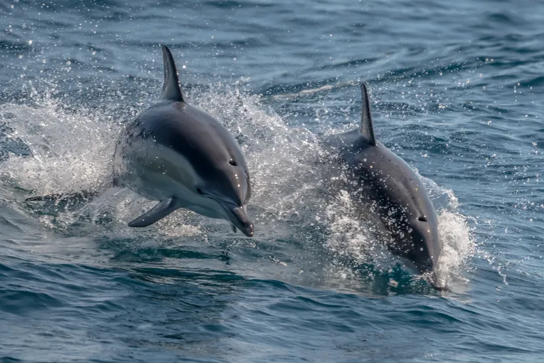 Dolphin & National Park Ocean Tour