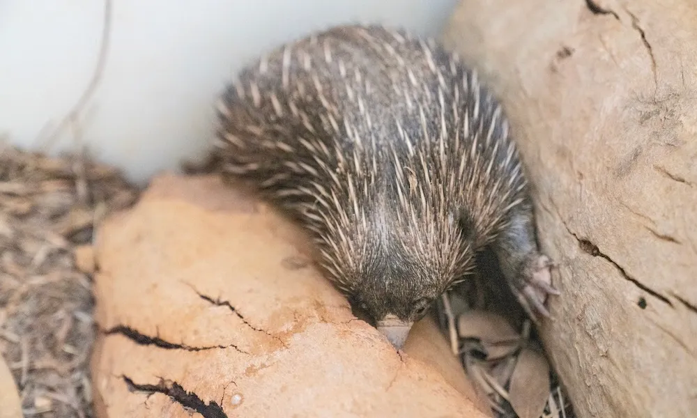 Alice Springs Desert Park Tickets - Buy Now | Experience Oz-3