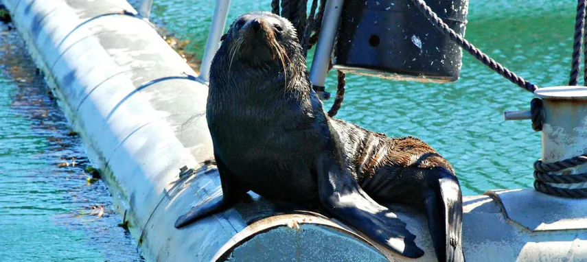 Marlborough Sounds Mail Boat Cruise from Picton | Experience Oz & NZ