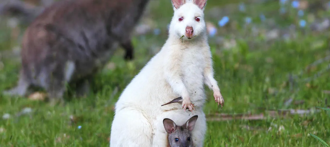 Bruny Island Tour from Hobart With Lunch | Experience Oz-7