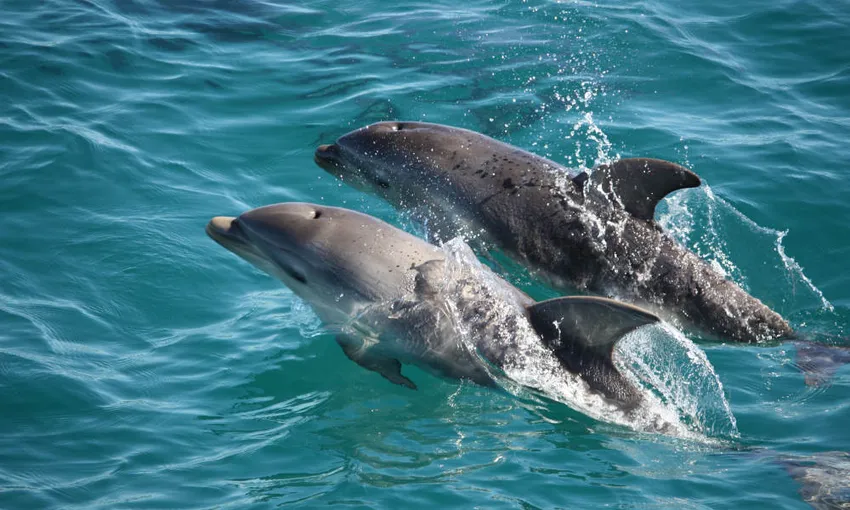 Cruise With Dolphin and Seal Swim - 3 Hours | Experience Oz