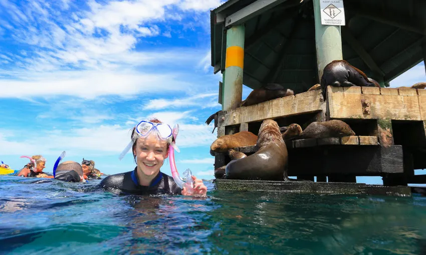 Cruise With Dolphin and Seal Swim - 3 Hours | Experience Oz
