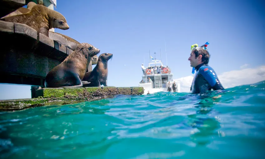 Cruise With Dolphin and Seal Swim - 3 Hours | Experience Oz