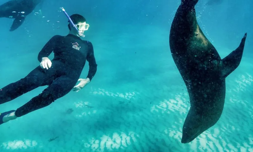 Cruise With Dolphin and Seal Swim - 3 Hours | Experience Oz