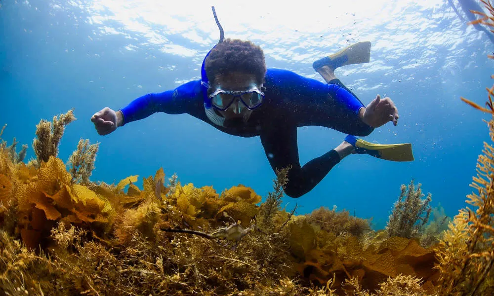 Cruise With Dolphin and Seal Swim - 3 Hours | Experience Oz-2