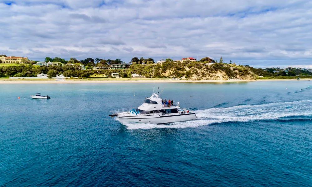 Cruise With Dolphin and Seal Swim - 3 Hours | Experience Oz-6