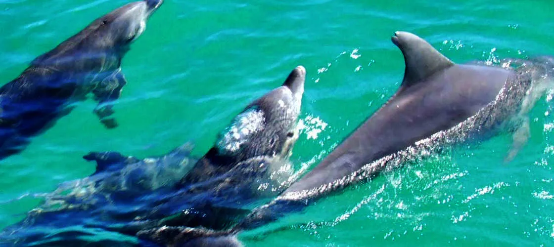 Brisbane to Moreton Island Scuba Diving Tour - Book Now | Experience Oz-3