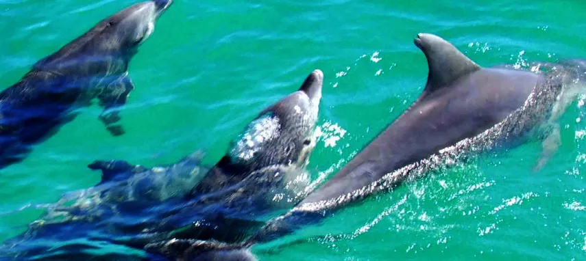 Brisbane to Moreton Island Scuba Diving Tour - Book Now | Experience Oz