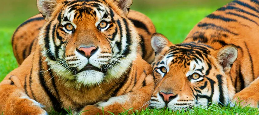 Gold Coast Airport & Theme Park Transfers | Experience Oz