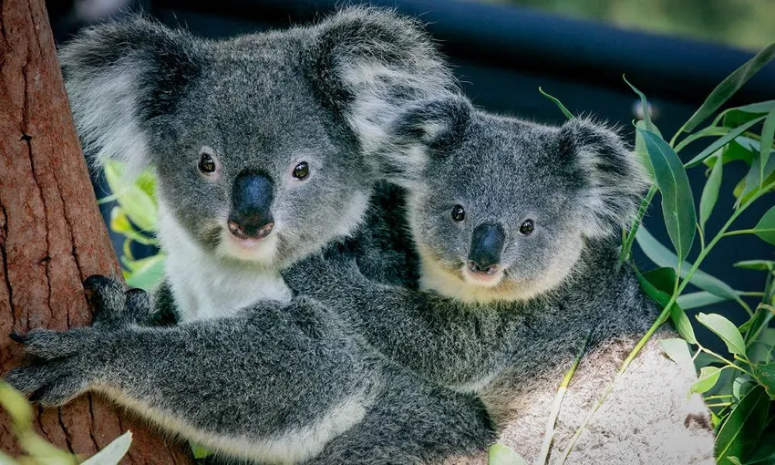 Taronga Zoo Entry and 2 Day Harbour Ferry Pass | Experience Oz