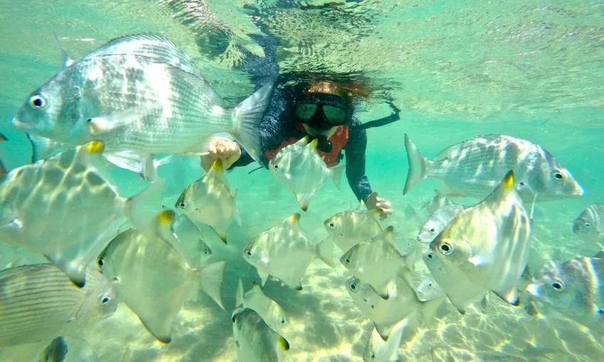Gold Coast Wave Break Island Quick Escape Kayaking Tour | Experience Oz