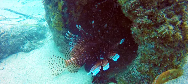 Introductory Scuba Dive and Snorkelling Tour