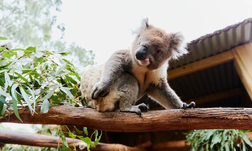 Ballarat Wildlife Park Tickets | Experience Oz
