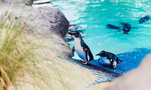 Ballarat Wildlife Park Tickets