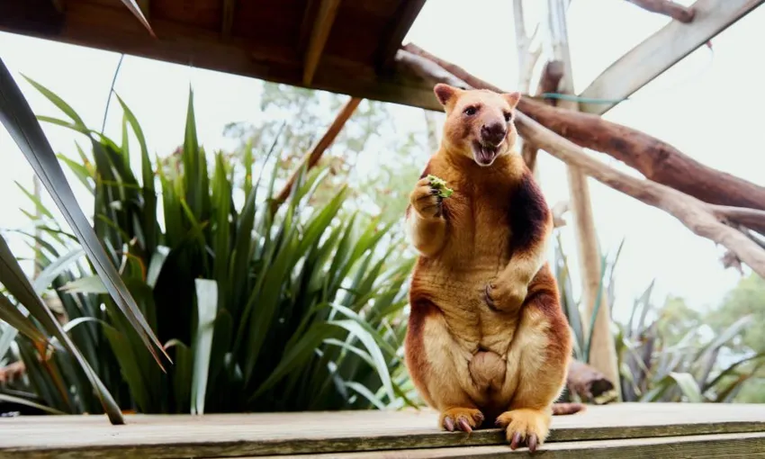 Ballarat Wildlife Park Tickets | Experience Oz