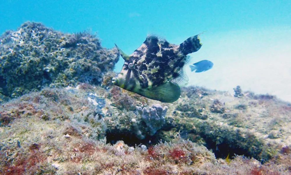 Gold Coast Snorkelling Tours - Book Now | Experience Oz-4