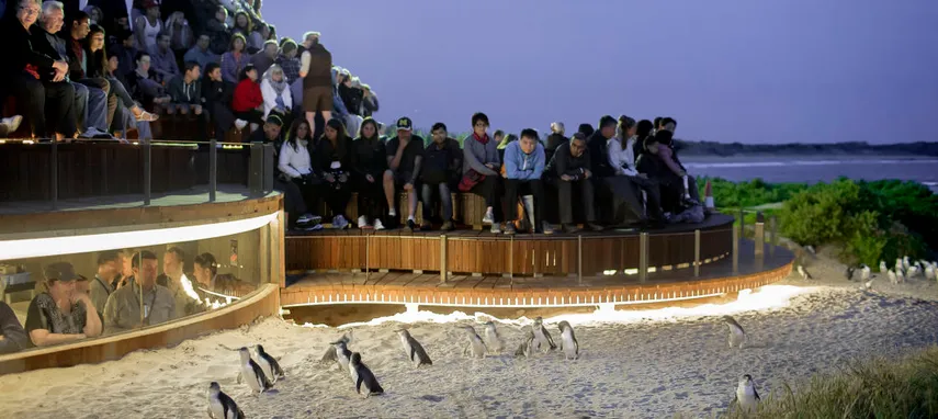 Phillip Island Penguin Parade Tickets | Experience Oz