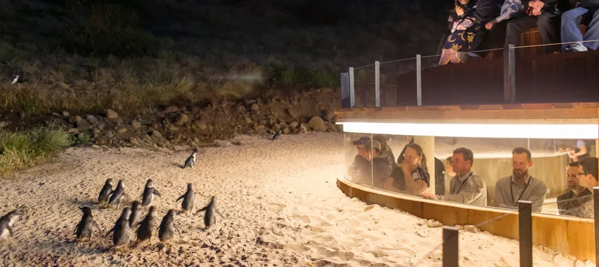 Phillip Island Penguin Parade Tickets | Experience Oz