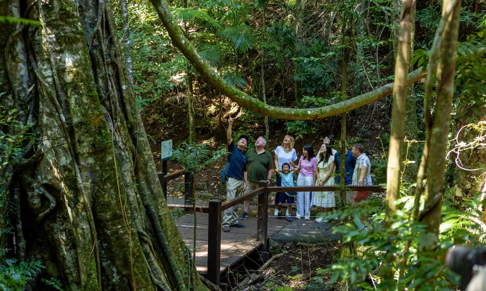 Gold Coast Natural Arch and Springbrook Tour | Experience Oz-11