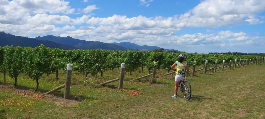 Morning Guided with Afternoon Self-Guided Biking Wine Tour | Experience Oz + NZ