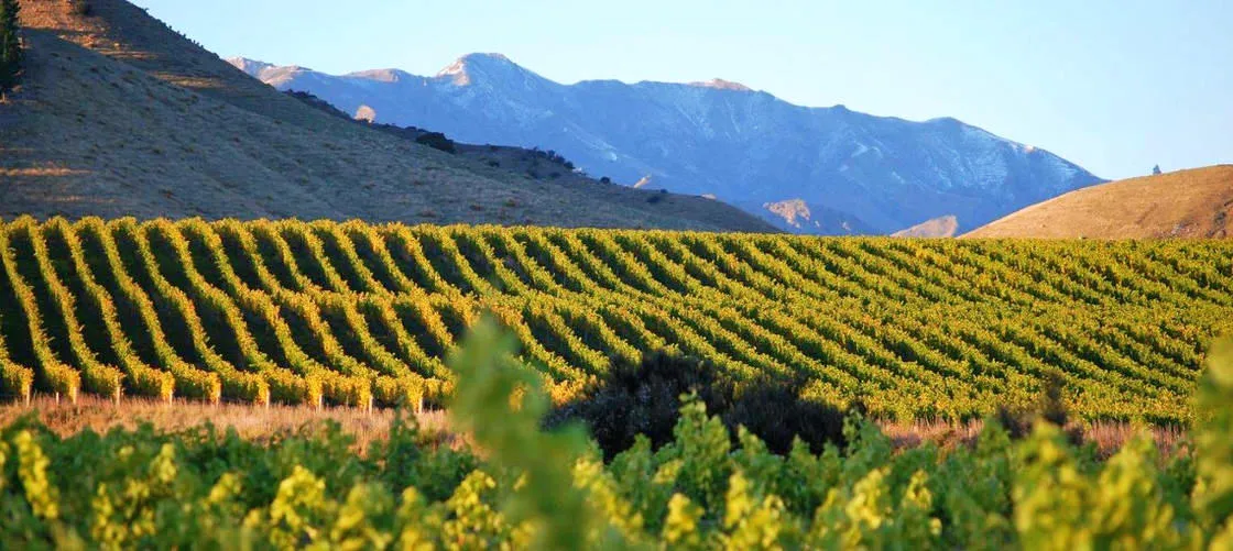 Marlborough Winery Tour - Full Day | Experience Oz + NZ-5