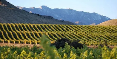 Marlborough Winery Tour - Half Day | Experience Oz + NZ-1